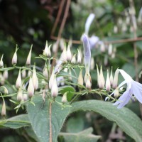 Barleria vestita T.Anderson